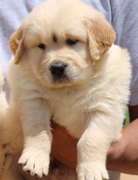Purchase KCI Registered  Golden Retriever Puppy from Chennai